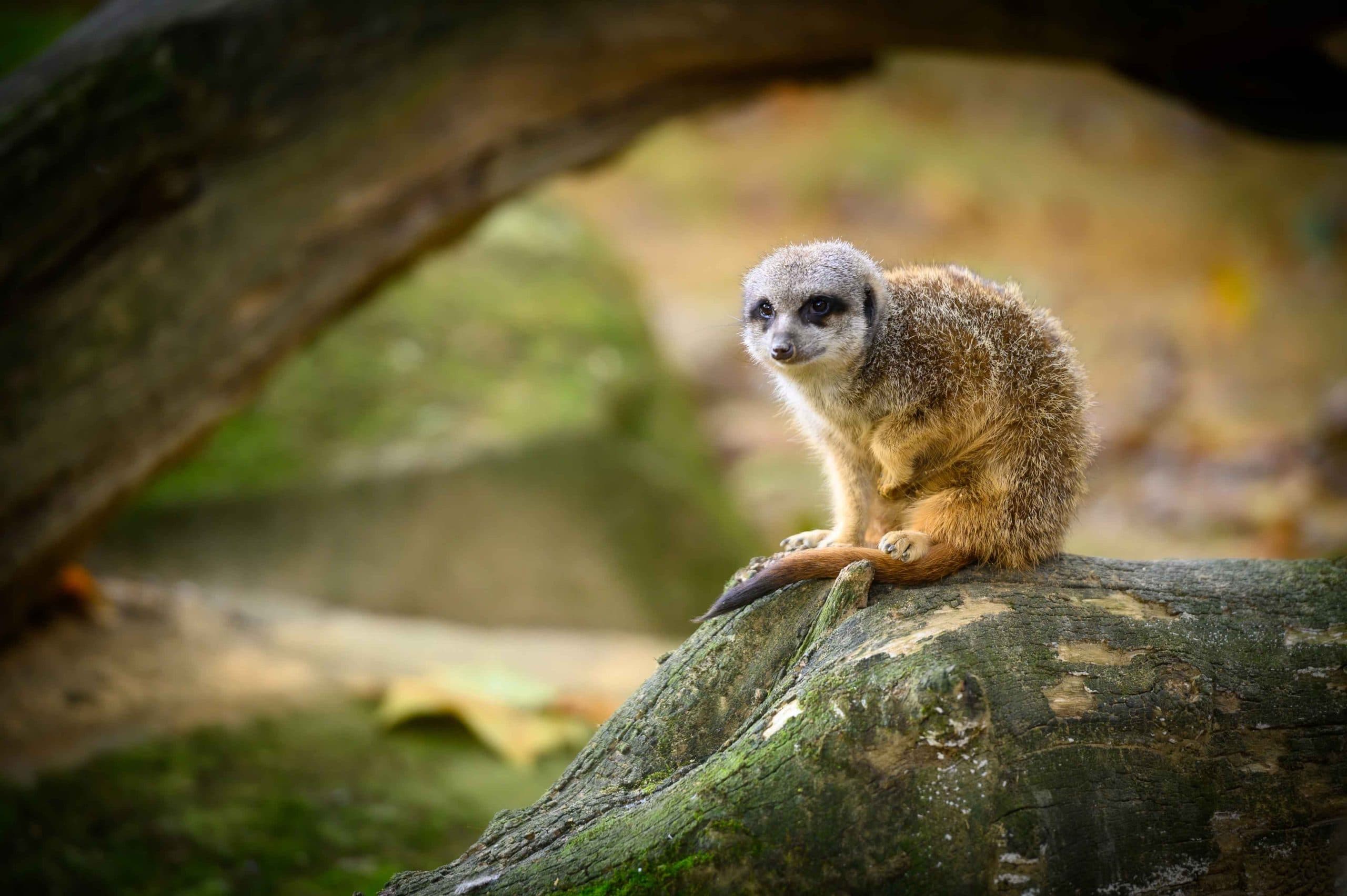 Antwerpen Zoo